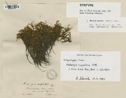 Image result for Ophrestia radicosa