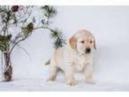 Maybe you would like to learn more about one of these? Puppyfinder Com Golden Retriever Puppies Puppies For Sale Near Me In West Virginia Usa Page 2 Displays 10