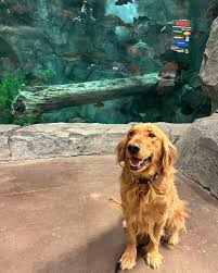 Easton Hutton (@304canine) • Instagram photos and videos