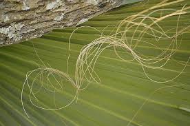 Caroline Blau Wilcox