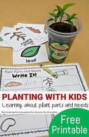 The Kindergarten Connection Bloglovin Parts Of A Plant Plants Kindergarten Kindergarten Science
