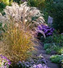 Image result for Miscanthus sinensis