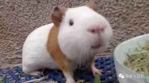 Fulgida ）或 草原豚鼠 （ c. è·è˜­è±¬å¥½é¤Šå—Ž æ¯æ—¥é ­æ¢