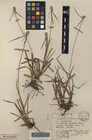 Image result for Kyllinga odorata