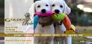 Call or email now to reserve the last and cutest female puppy in this litter. Golden S Rule Akc English Cream Golden Retrievers Home Facebook