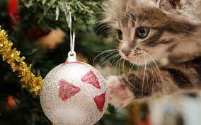 Print and color christmas pdf coloring books from primarygames. Christmas Kitten Hd Wallpapers Top Free Christmas Kitten Hd Backgrounds Wallpaperaccess