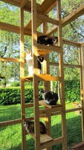 Enclos Chat Avec Meuble Ikea Recherche Google Siamese Cat Breeders Dog Toilet Cat Enclosure