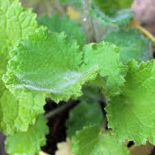 Biologisch dynamische samen, setzlinge und pflanzen. Pflanzen Samereien Zwiebeln 30 Samen Scrophularia Chrysantha Gelbe Mohnbrotchen Blume Bio Garten Ernte 2020 Garten Terrasse Callvet Com Br
