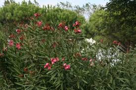 Der aus dem mittelmeer stammende oleander kann temperaturen von bis zu minus fünf grad celsius problemlos vertragen. Oleanderstraucher Schnitt Pflege Und Uberwinterung Gartenzeitung Com
