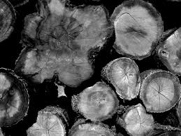 Get directions, reviews and information for us lumber in battle creek, mi. How Climate Change Helped Fuel The U S Lumber Shortage The Atlantic