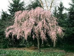 Fruit trees leak sap for two main reasons: Growing A Weeping Cherry Tree Hgtv