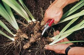 We did not find results for: The Science Behind Plant Division Finegardening