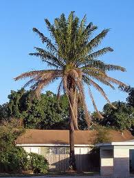 Image result for Elaeis