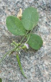 Image result for Teramnus repens