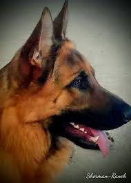 Find the perfect king shepherd puppy for sale in oregon, or at puppyfind.com. Sherman Ranch German Shepherds