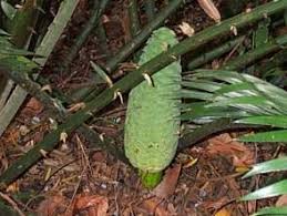 Image result for Encephalartos villosus