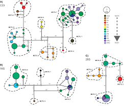 We did not find results for: Molecular Diversity Within The Genus Laeonereis Annelida Nereididae Along The West Atlantic Coast Paving The Way For Integrative Taxonomy Peerj