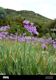Image result for Tulbaghia alliacea
