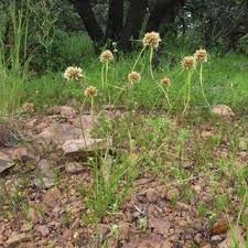 Image result for Lipocarpha kernii