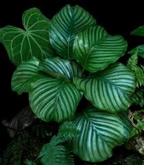 How To Care For Calathea Orbifolia Smart Garden Guide Smart Garden Calathea Orbifolia Calathea Plant