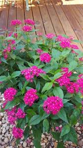 Pentas Survive Summers And Attract Butterflies Hummingbirds Florida Flowers Plants Butterfly Plants