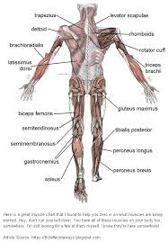 Effective Ways Best Back Muscle Diagram