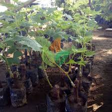 We did not find results for: Jual Bibit Anggur Import Black Panther Agro Bibit Id