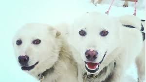 2-year-old Iditarod dog, Deacon, dies