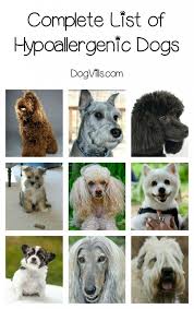 Complete List Of Hypoallergenic Dog Breeds Hypoallergenic Dog Breed Dog Breeds List Dog Breeds That Dont Shed