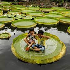 Planta vitoria regia arvores exoticas flores estranhas plantas aquáticas plantio de árvores jardinagem e paisagismo belos jardins plantae belas flores. Sementes De Vitoria Regia Ou Victoria Regia Victoria Amazonica