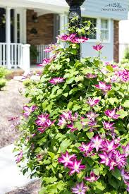 Growing a clematis on a lamppost is an ideal way to show off the flowering vine. Clematis Vine Growing Tips Care On Sutton Place