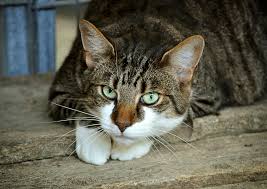 Some pet parents claim their cats detected their cancer there's anecdotal evidence that cats have detected cancer in their humans. Cat Saved Owner S Life After Detecting She Had Breast Cancer World News Asiaone