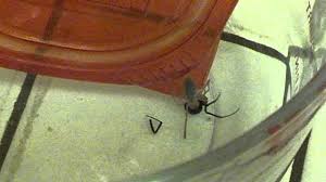 Notice the seemingly sloppy move by the huntsman spider at :47, which may be a result of the intoxicating effect of the black widow's venom. Sun Spider Vs Black Widow Youtube