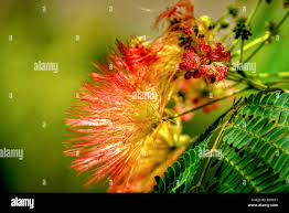 Image result for Fabaceae subfamily Caesalpinioideae