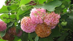 Image result for Dombeya lastii