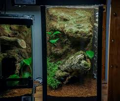 Custom Tarantula Enclosure Aquarium Conversion Arboreal Setup 3d Background Tarantula Enclosure Reptile Tank Gecko Cage