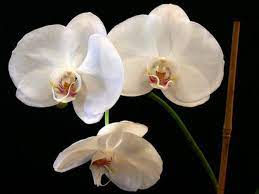 My Orchid Flowers Are Falling Off Ehow Com Orchid Fertilizer Orchid Flower Orchids
