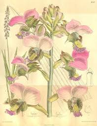 Image result for Eulophia horsfallii