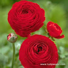 Ranunculus Red Bulb Flowers Flowers Red Flowers