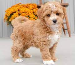 Pooton - Puppies By Design Online Cute Dogs Breeds Small Dog Costumes Cute Baby Animals