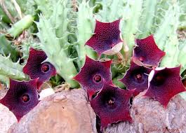 Image result for Huernia kirkii