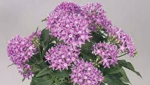 Check spelling or type a new query. Bikin Segar Ini 5 Tanaman Hias Outdoor Berbunga Cantik