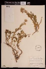 Image result for Senecio gramineticola