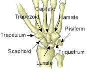 These give structure to the body. Types Of Bones Long Bones Short Bones Sesamoid Flat Irregular