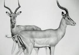 Quarry Pencil Drawings Of Animals Impala Animal Animal Drawings