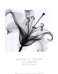 Black And White Flower Prints In Frames Xray Flower 6 Risunki Cvety Tatuirovki