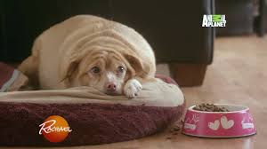 Image result for chihuahua big obesity