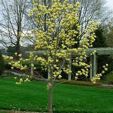 Butterflies Magnolia Finegardening Magnolia Tree Landscaping Flowering Trees Magnolia Trees