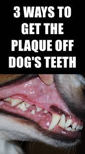How To Remove Plaque Of Your Dog S Teeth At Home Dog Teeth Dog Teeth Cleaning Teeth Cleaning