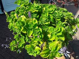 Image result for Coleus caninus